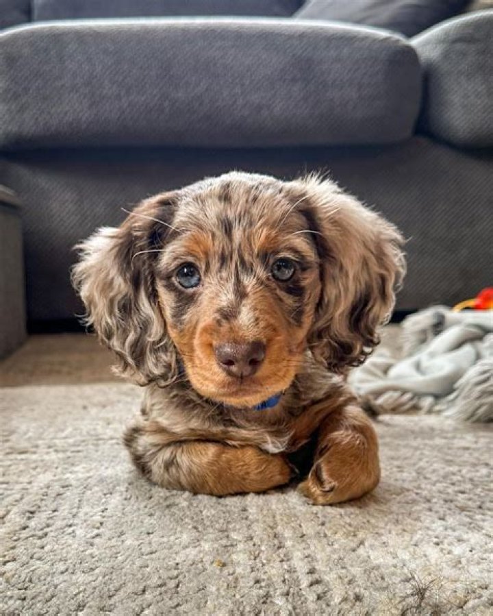 Discover The World Of Dapple Long Haired Mini Dachshunds: Unveiling Charms And Care