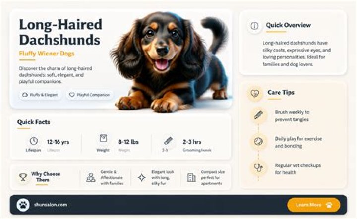 Discover The World Of Long Haired Wiener Dogs: A Comprehensive Guide