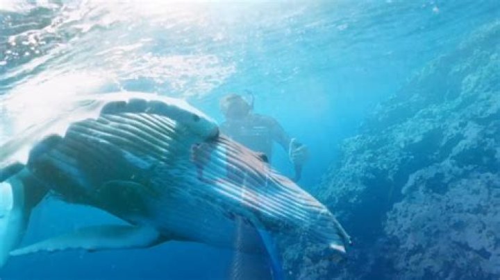 Dive Into The Extraordinary World Of 