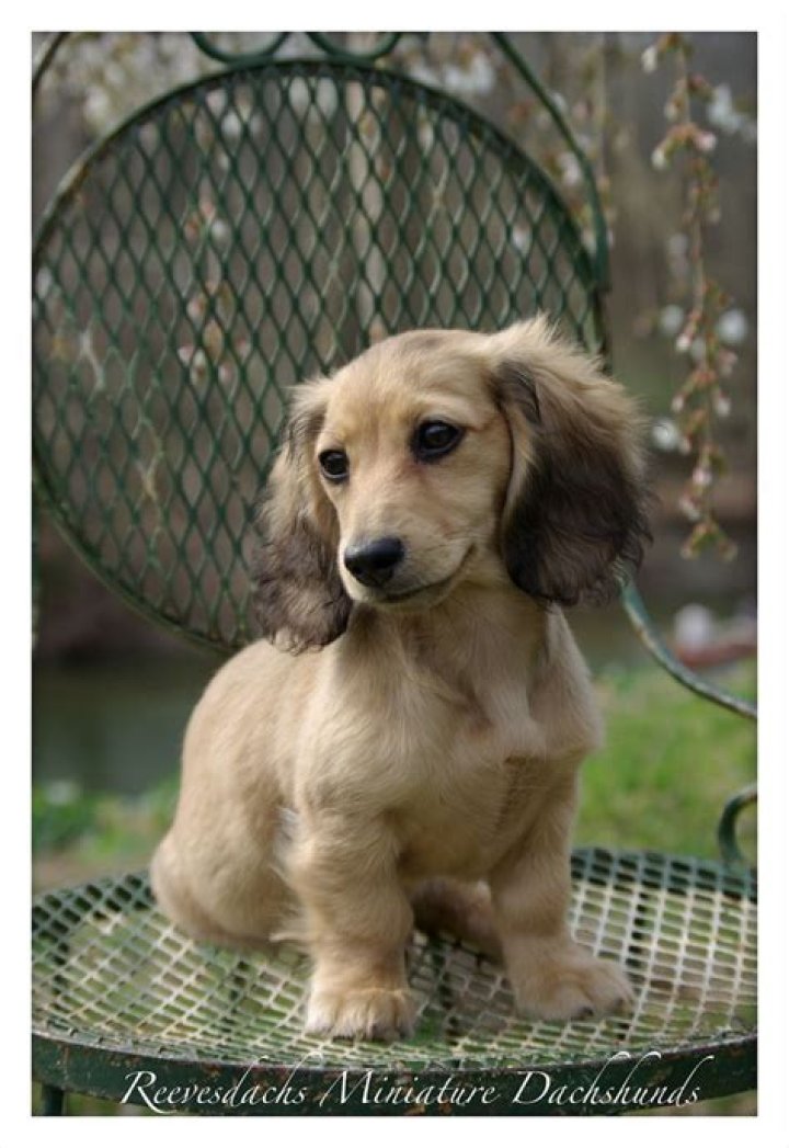 Shaded English Cream Long Haired Dachshund Dachshund puppies