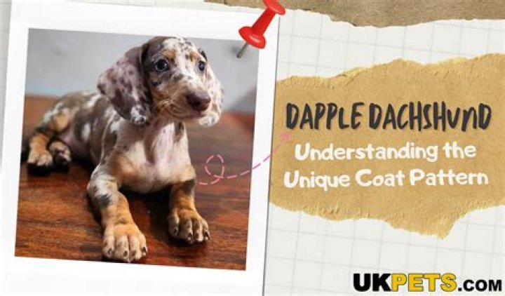Uncover The Enchanting World Of Dachshund Dapple: Discoveries And Insights