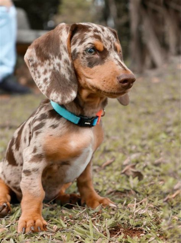 Uncover The Secrets Of The Brown Dapple Dachshund: A Comprehensive Guide