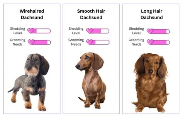 Unraveling Dachshund Shedding: Discoveries And Insights