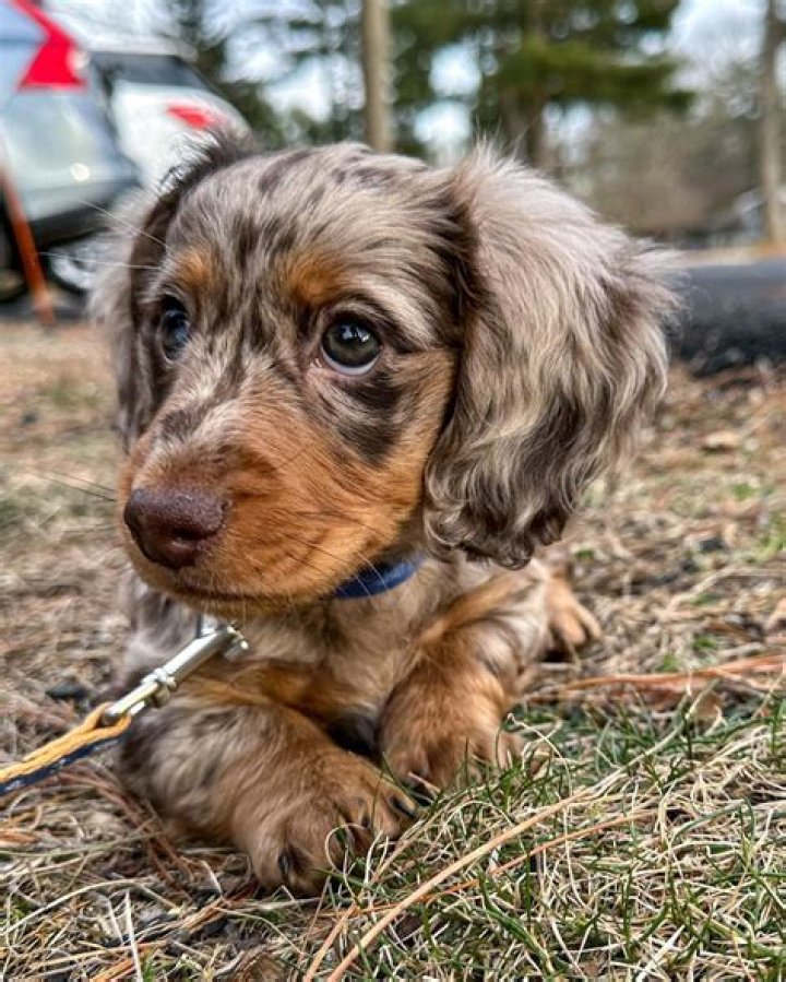 Unveil The Allure Of The Long Haired Mini Dachshund Dapple