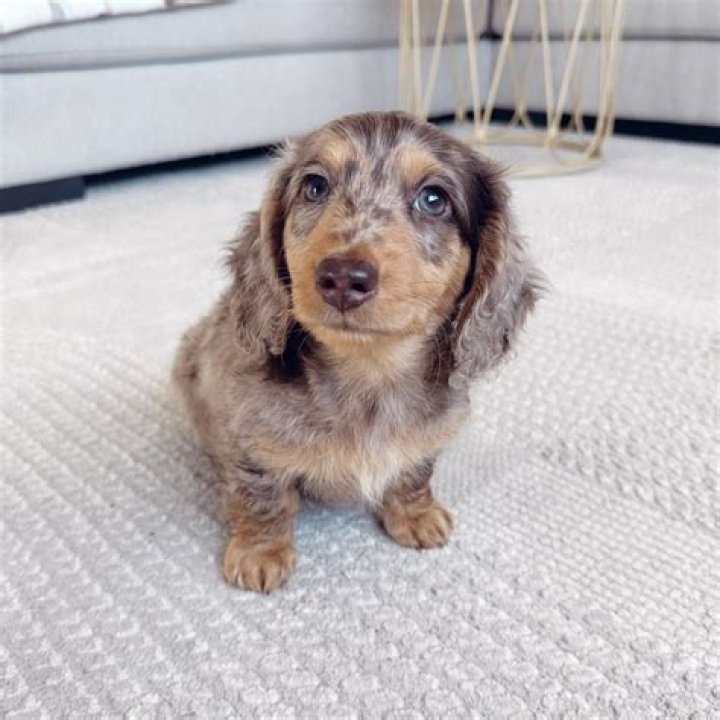 Unveiling The Enchanting World Of Long Hair Mini Dachshunds: A Journey Of Discovery