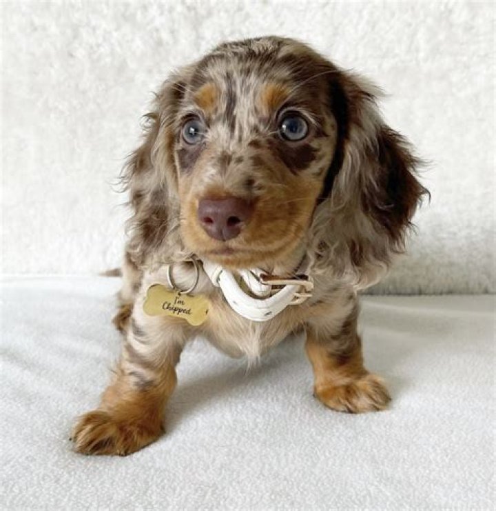 Unveiling The Enchanting World Of Mini Long Haired Dapple Dachshunds